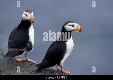 USA, Alaska, Pribilofs, St.-Paul-Insel, Zapadni Seevogel-Kolonie, gehörnten Papageientaucher auf vulkanischen Klippen Stockfoto