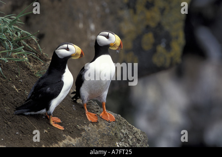 NA, USA, Alaska, Bering Meer, Pribilofs, St.  Paul-Insel. Gehörnte Papageientaucher (Fratercula Corniculata) auf einem Felsvorsprung Stockfoto