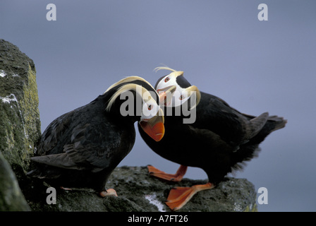 NA, USA, Alaska, Beringsee, Pribilofs. Getuftete Papageientaucher (Fratercula Cirrhata) putzen, auf einer Klippe Stockfoto