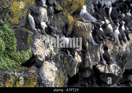 USA, Alaska, Pribilofs, St. Paul Island. Dreizehenmöwen, gemeinsame wärmeren und getuftete Papageientaucher Nisten auf Klippen Stockfoto