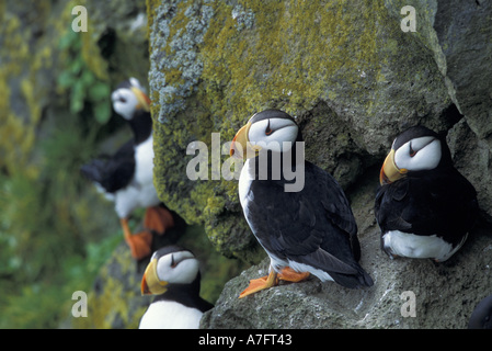 NA, USA, Alaska, Bering Meer, Pribilofs, St.  Paul-Insel, Zapadni Rookery. Gehörnte Papageientaucher (Fratercula Corniculata) Stockfoto