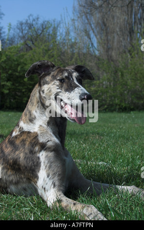 Lurcher Hund hecheln hinlegen. Somerset. England. Stockfoto