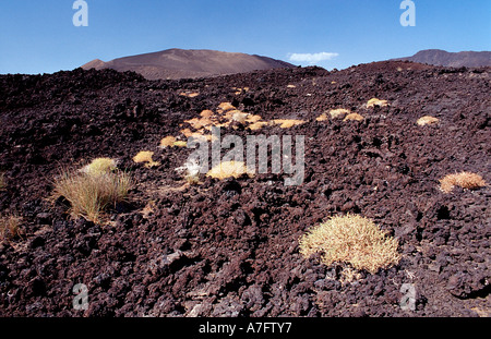 Pflanzen in der Wüste Dschibuti nach Djibouti am Afrika Afar Dreieck Stockfoto