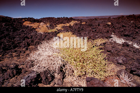 Pflanzen in der Wüste Dschibuti nach Djibouti am Afrika Afar Dreieck Stockfoto