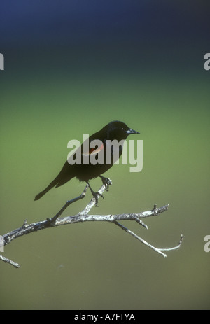Florida USA männliche RED WINGED BLACKBIRD Agelaius phoeniceus Stockfoto