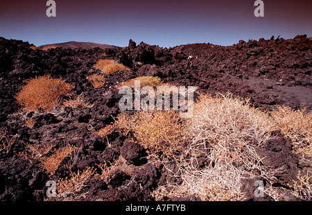 Pflanzen in der Wüste Dschibuti nach Djibouti am Afrika Afar Dreieck Stockfoto