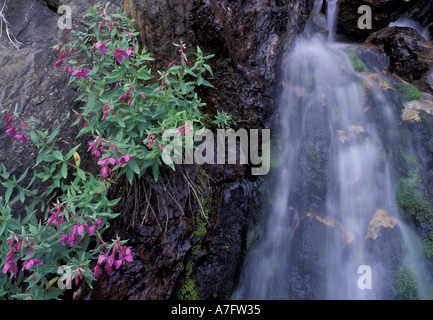 NA, USA, Alaska. Tongass National Forest. Kleiner Bach und Weidenröschen Stockfoto