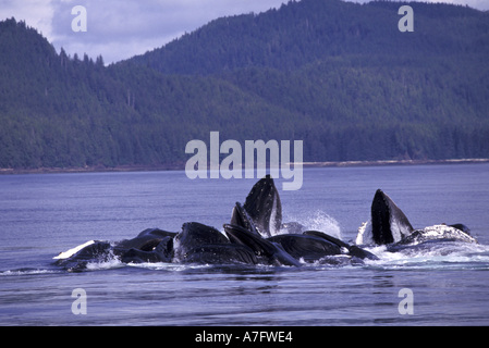 USA, Alaska, Inside Passage Longe (Bubble-Net) Fütterung, Buckelwale (Impressionen Novaengliae) Stockfoto