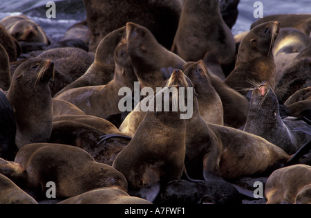 Nördlichen Alaska Pelz-Dichtung (Callorhinus Ursinus) / gefährdet Stockfoto