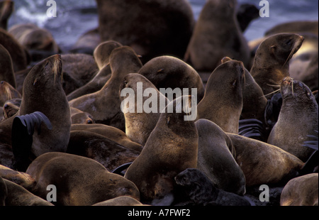 Nördlichen Alaska Pelz-Dichtung (Callorhinus Ursinus) / gefährdet Stockfoto