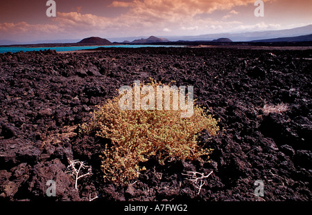 Pflanzen in der Wüste Dschibuti nach Djibouti am Afrika Afar Dreieck Stockfoto