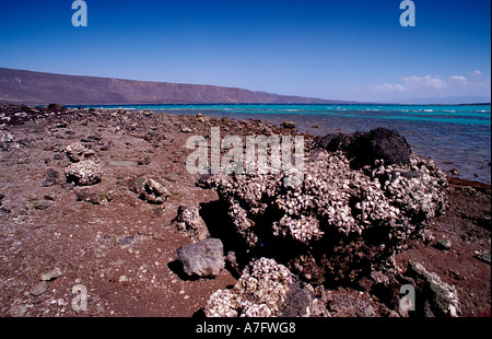 Wüste von Djibouti nach Djibouti am Afrika Afar Dreieck Stockfoto