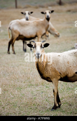 Grasende Ziegen in einem Feld Blick in die Kamera Stockfoto