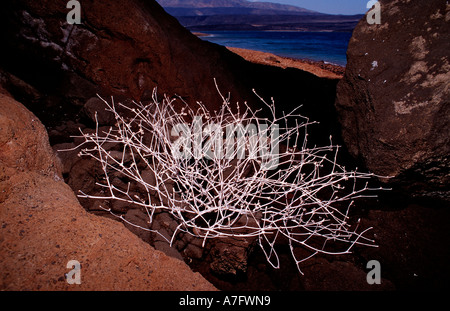 Pflanzen in der Wüste Dschibuti nach Djibouti am Afrika Afar Dreieck Golf von Aden Golf von Tadjourah Stockfoto