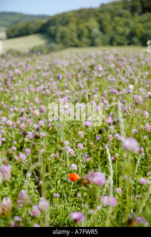 Einzelne Mohn in Blumenfeld in der Nähe von Turville, Oxfordshire Stockfoto