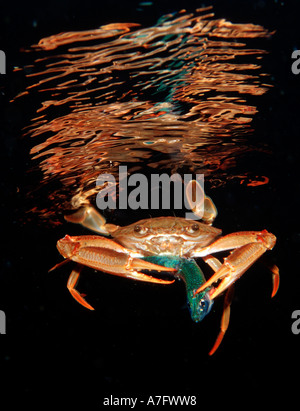 Roten Beinen schwimmen Krabben essen Fisch Portunus Convexus Dschibuti Stockfoto