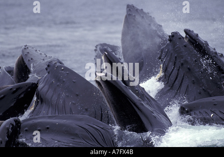 Nordamerika, USA, Alaska, Inside Passage. Buckelwale (Impressionen Novaengliae) Longe Fütterung Stockfoto