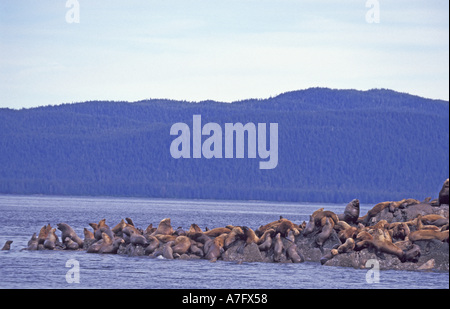 Nordamerika, USA, Alaska, Inside Passage. Vom Aussterben bedrohte Stellar Seelöwen (Eumetopias Jubatas) Stockfoto