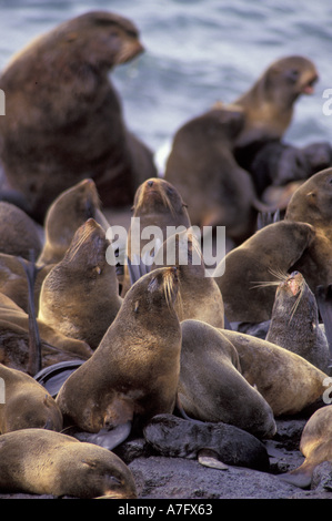 Nordamerika, USA, Alaska. Vom Aussterben bedrohte nördliche Seebär (Callorninus Ursinus) Stockfoto