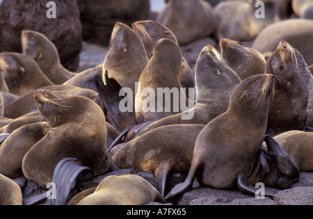 Nordamerika, USA, Alaska. Vom Aussterben bedrohte nördliche Seebär (Callorninus Ursinus) Stockfoto