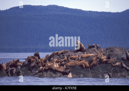 NA, USA, Alaska, südöstlichen Alaska, Inside Passage, Stellar Seelöwen (Eumetopias Jubatas); gefährdete Arten Stockfoto