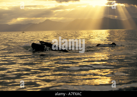 NA, USA, Alaska, südöstlichen Alaska, Inside Passage, Longe-Fütterung Buckelwale Stockfoto