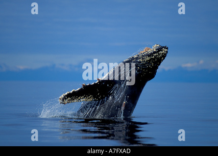 NA, USA, Alaska, Southeast Alaska, Inside Passage, Breaching Buckelwal Stockfoto