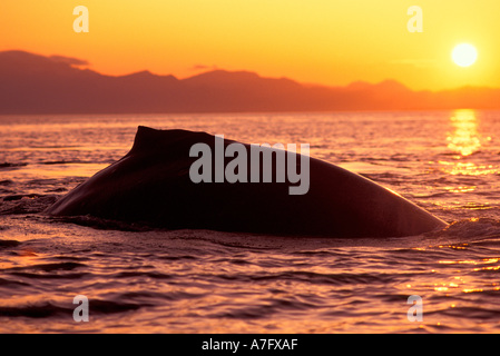 NA, USA, Alaska, Inside Passage, Buckelwal bei Sonnenuntergang Stockfoto