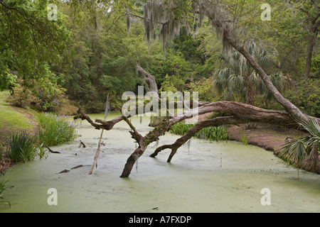 Jungle Gardens Stockfoto