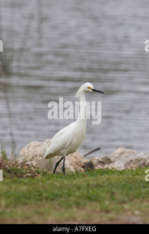 Snowy Egret Stockfoto