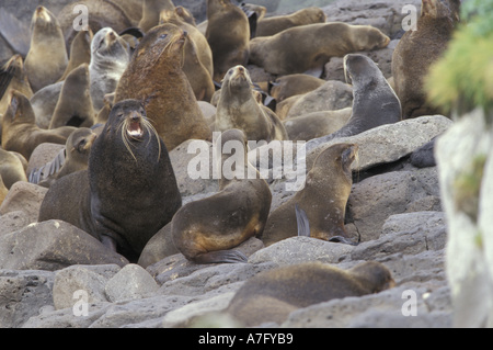 N.a., USA, Alaska, St.-Paul-Insel. Nördlichen Seebären (Callorhinus Ursinus) Stockfoto