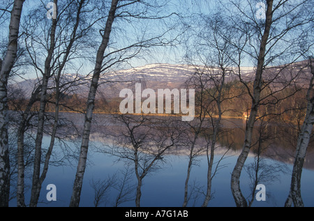 Loch Alvie in der Nähe von Aviemore gesehen im Winter durch einige Birken Bäume Schottland, Vereinigtes Königreich Stockfoto