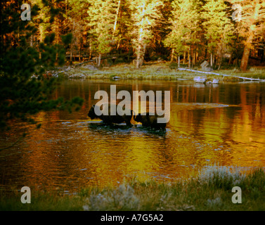 Amerikanischer Bison oder Büffel überqueren der Madison River in den Yellowstone-Nationalpark in Wyoming bei Sonnenuntergang Stockfoto