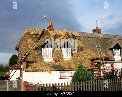 Thatchers bei der Arbeit auf einer Hütte in Essex, England Stockfoto