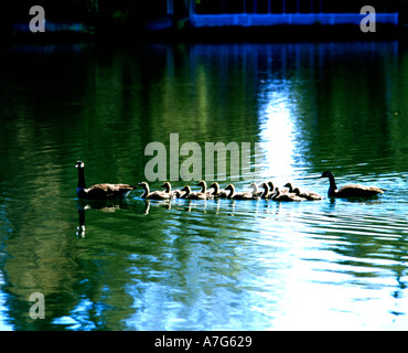 Kanadagänse und frisch geschlüpften Gänsel ergreifen, um das Wasser für einen Ausflug im Drake Park in Bend, Oregon Stockfoto