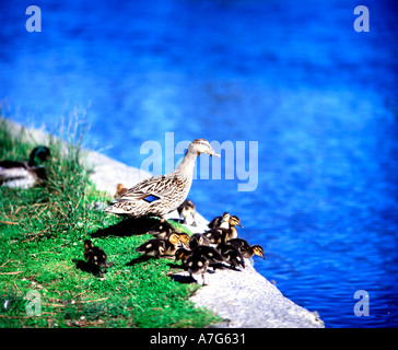 Kanadagänse und frisch geschlüpften Gänsel ergreifen, um das Wasser für einen Familienausflug im Drake Park in Bend, Oregon Stockfoto