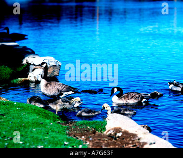 Kanadagänse und frisch geschlüpften Gänsel ergreifen, um das Wasser für einen Familienausflug im Drake Park in Bend, Oregon Stockfoto