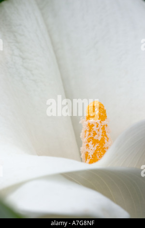 Nahaufnahme einer Calla Lilie Stockfoto
