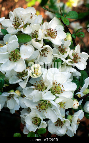 Chaenomeles Speciosa Nivalis Quitte Frühlingsblumen weiße Blumen Garten, Quitten Stockfoto