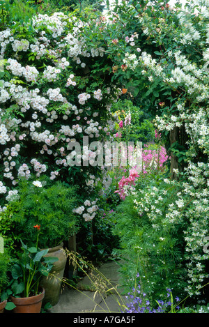 Cottage Garten Rose Bogen Spalier Torbogen Rosa "Pauls Himalayan Musk" Klettern Rosen Philadelphus duftenden Blüten Blick durch Stockfoto