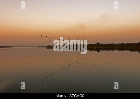 Vogelschwarm über den Nil bei Sonnenuntergang Stockfoto