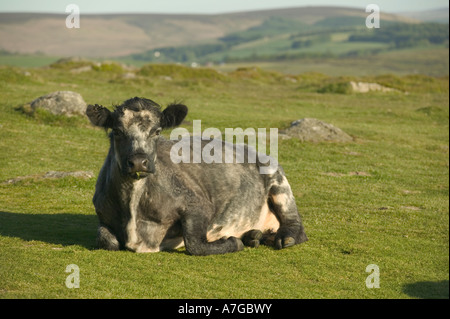 Eine Kuh auf Haytor Dartmoor National Park Devon Great Britain Stockfoto