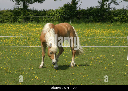 Haflinger-Pferd auf der Wiese Stockfoto