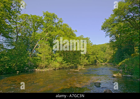 Der Fluss Dart fließt durch die Dart Valley Naturschutzgebiet nr Ashburton Dartmoor National Park Devon Great Britain Stockfoto