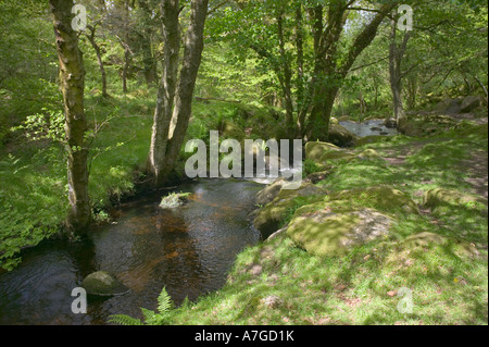 Ein Bach durch Wälder zwischen Hound Tor und Haytor Dartmoor National Park Devon Great Britain Stockfoto