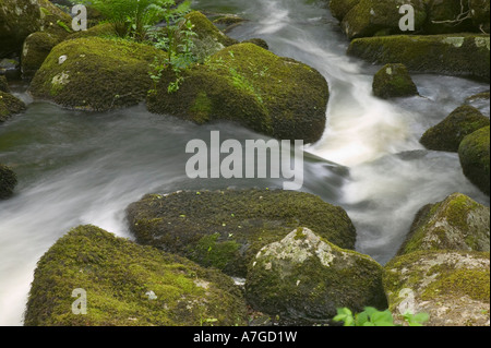 Ein Moor-Stream Gießen zwischen Moos bedeckt Felsen nr Haytor Dartmoor National Park Devon Great Britain Stockfoto