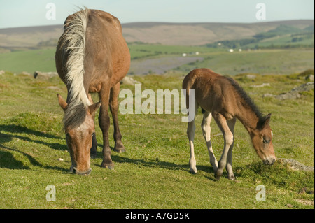 Ein Dartmoor Pony Stute mit ihren Fohlen Haytor Dartmoor National Park Devon Great Britain Stockfoto