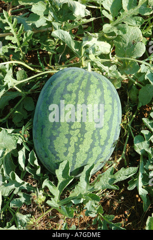 Wasser Melone Frucht Botanischer Name Citrullus vulgaris Familie Cucurbitaceae süß saftig wächst in den Feldern Stockfoto