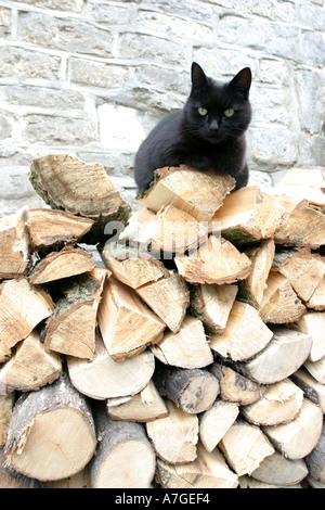 Ein Haufen von fein säuberlich gestapelt Protokolle bereit für den Holzofen mit einer schwarzen Katze auf der Oberseite Stockfoto