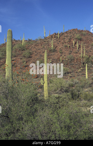 NA, USA, Arizona. Saguaro-Nationalpark. Saguaro-Wald Stockfoto